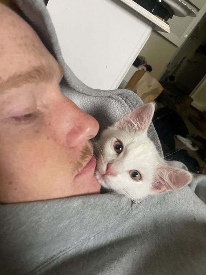 Mi gatito se roba a mi esposo, ¿tienen algún consejo?