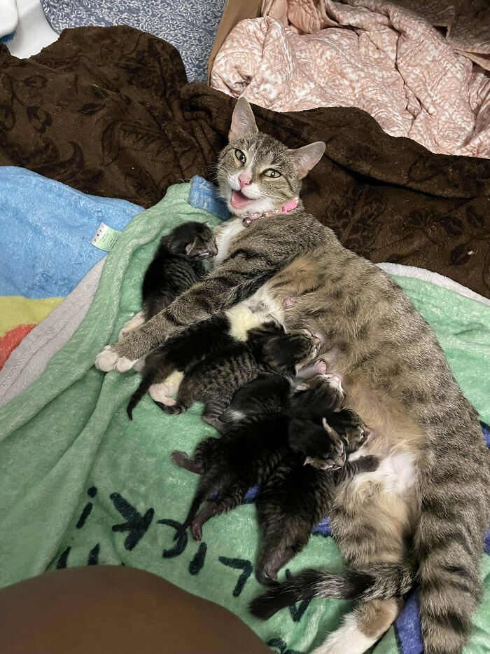 Mother cat nursing kittens on a colorful blanket, showcasing some of the cutest cats ever to melt your heart.