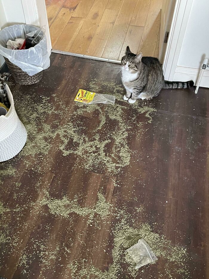 Returned Home To Find That Tim Had Found The Catnip Drawer…