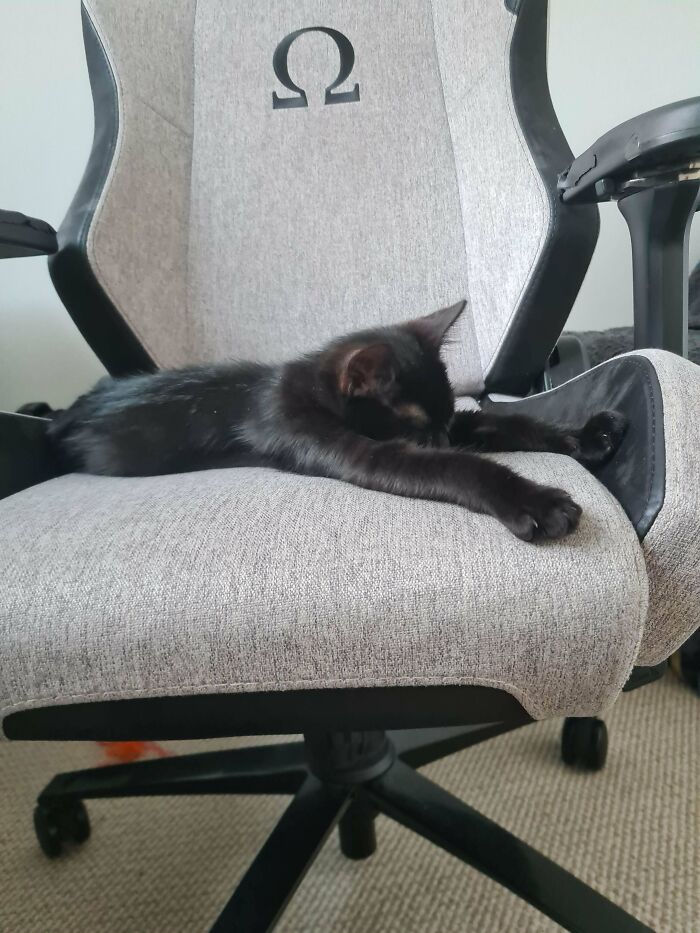 Just Adopted My First Kittens And I'm In Love