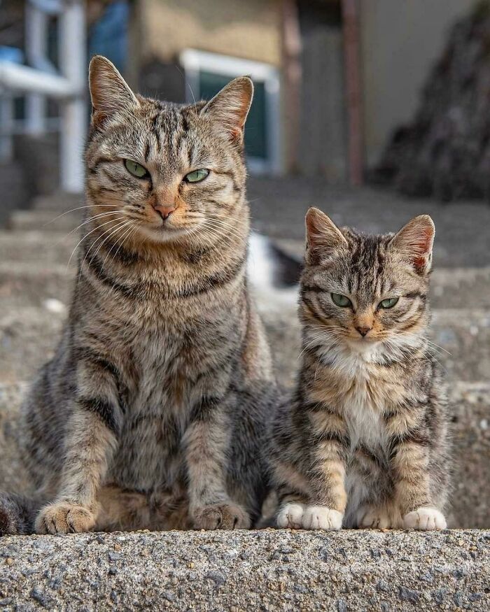 Two adorable striped cats sitting side by side outdoors, showcasing some of the cutest cats ever to melt your heart.