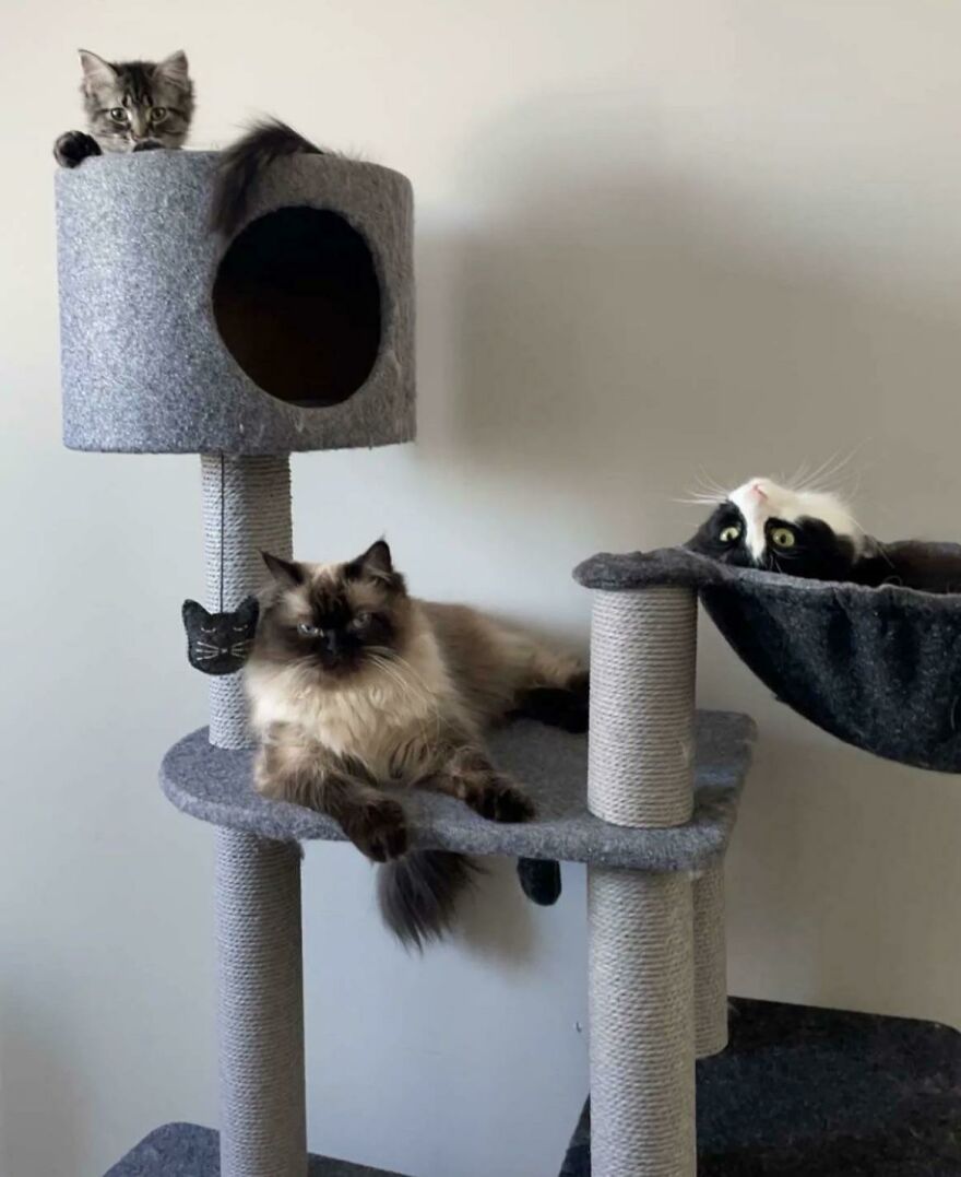 The Three Ding Dongs