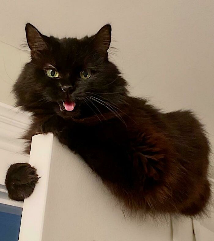 Fluffy black cat with green eyes perched on a door, showing a playful and cute expression to melt hearts.