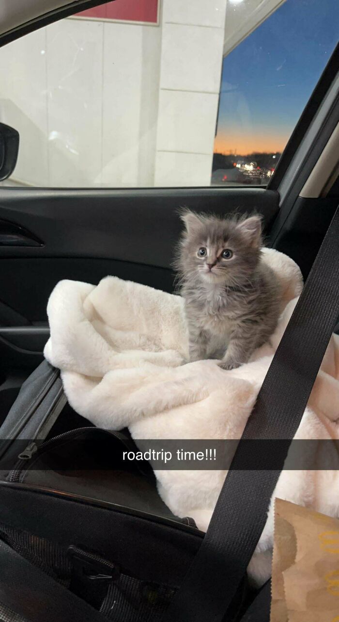 My New 9 Week Old Kitten Named Esme!!!!