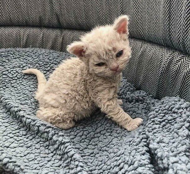 Criminally Smol Kitty Just Woke Up.