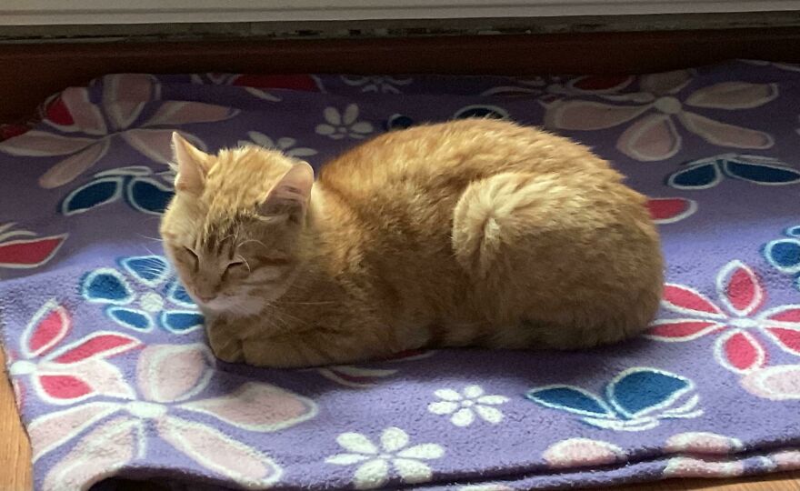 This Is Cinnamon , He Is Seven Years Old Yet Only 2 Kilograms