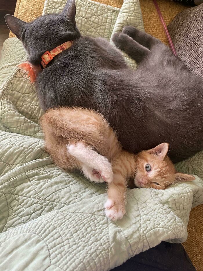 Two adorable cats cuddling on a quilted blanket, showcasing some of the cutest cats ever to melt your heart.