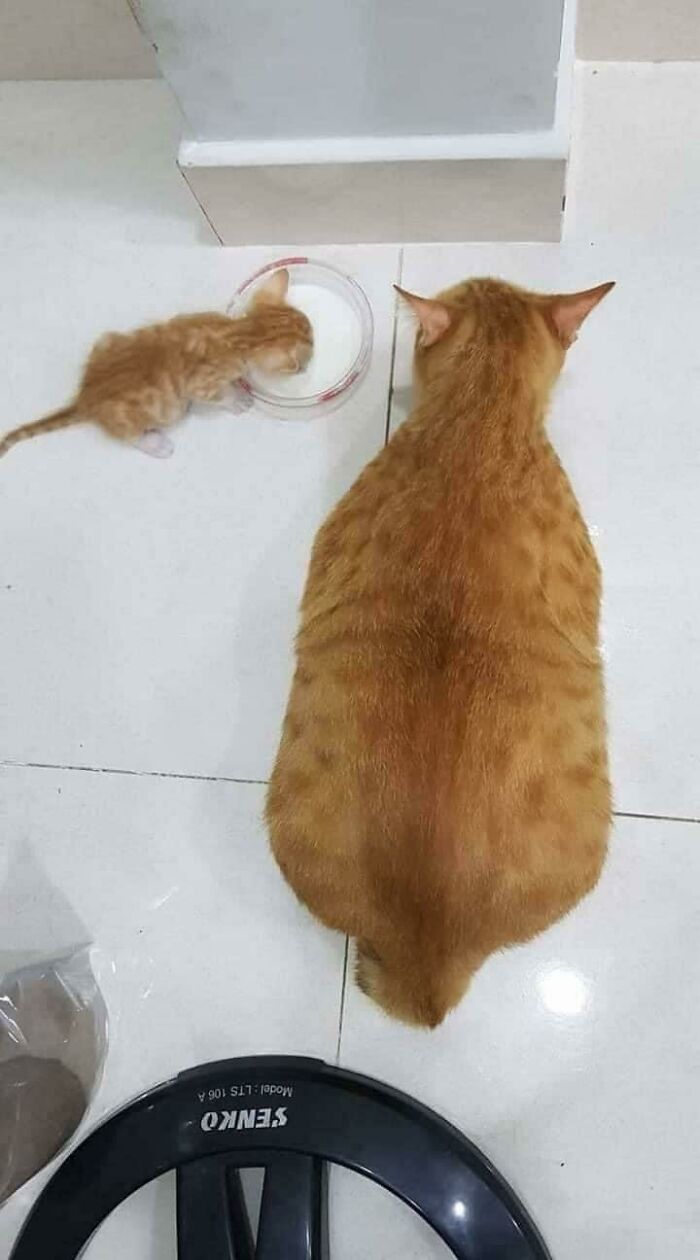 Little Pea And His Single Dad