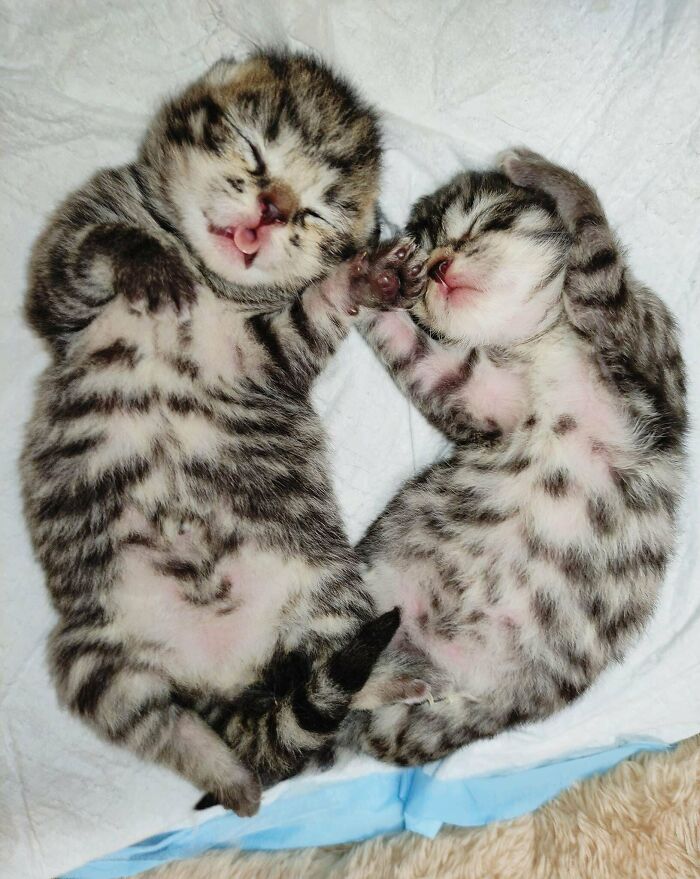 Two adorable sleeping tabby kittens lying on their backs, showcasing the cutest cats to melt your heart.
