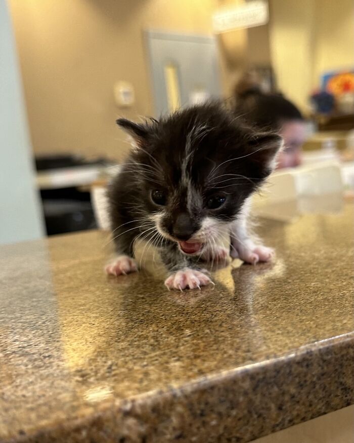  Este es Pantera, tiene la mitad del tamaño de sus hermanos, pero ¡es el más aguerrido de todos!