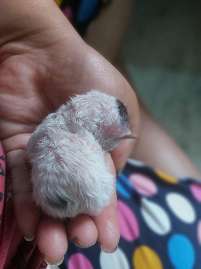Newborn kitten curled up in a hand, showing one of the cutest cats ever to melt your heart.