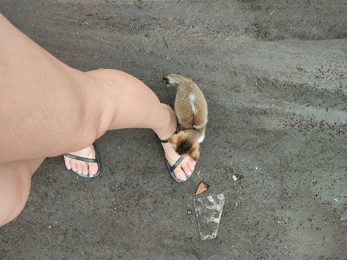Small cute cat rubbing against a person's foot wearing sandals on a dirt ground, showcasing adorable feline charm.