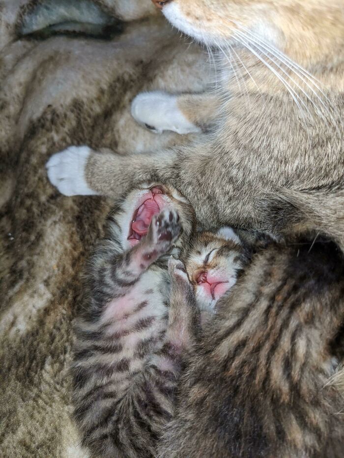 Excuse Me Sir Do You Have A License To Be This Small?