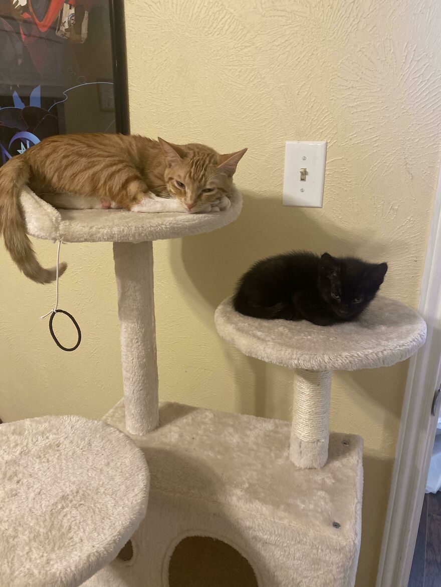 Carl With His Foster Brother Batman 🐈🐈&zwj;⬛