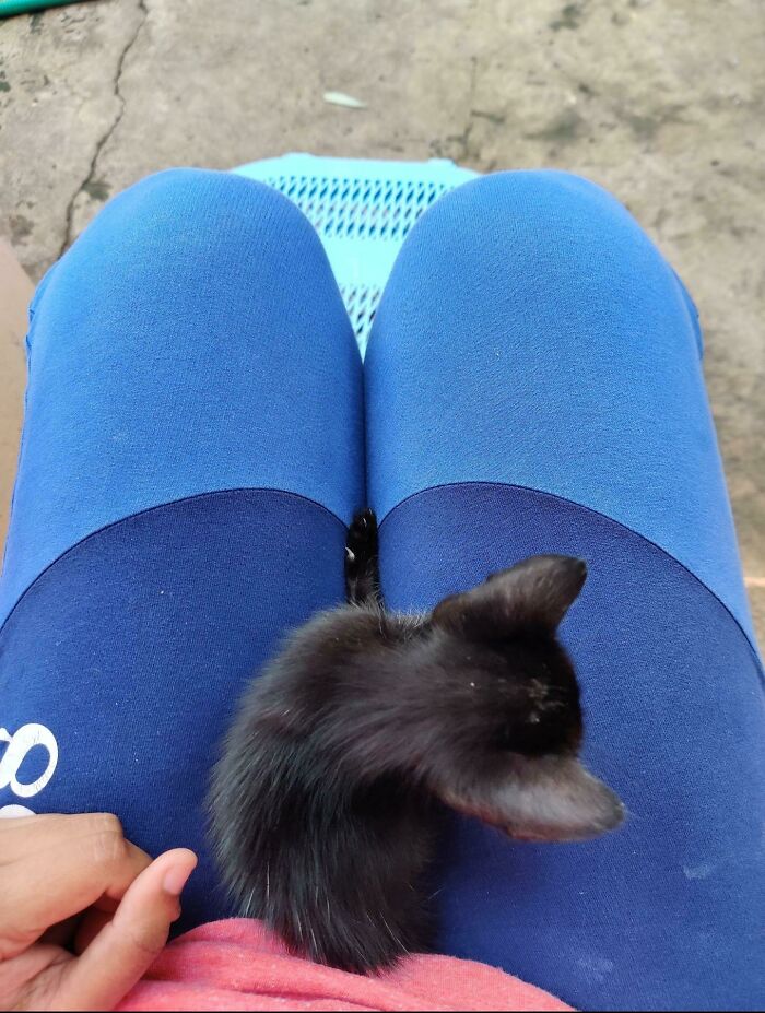 I'm Spot And I Like To Meow At 6 Am