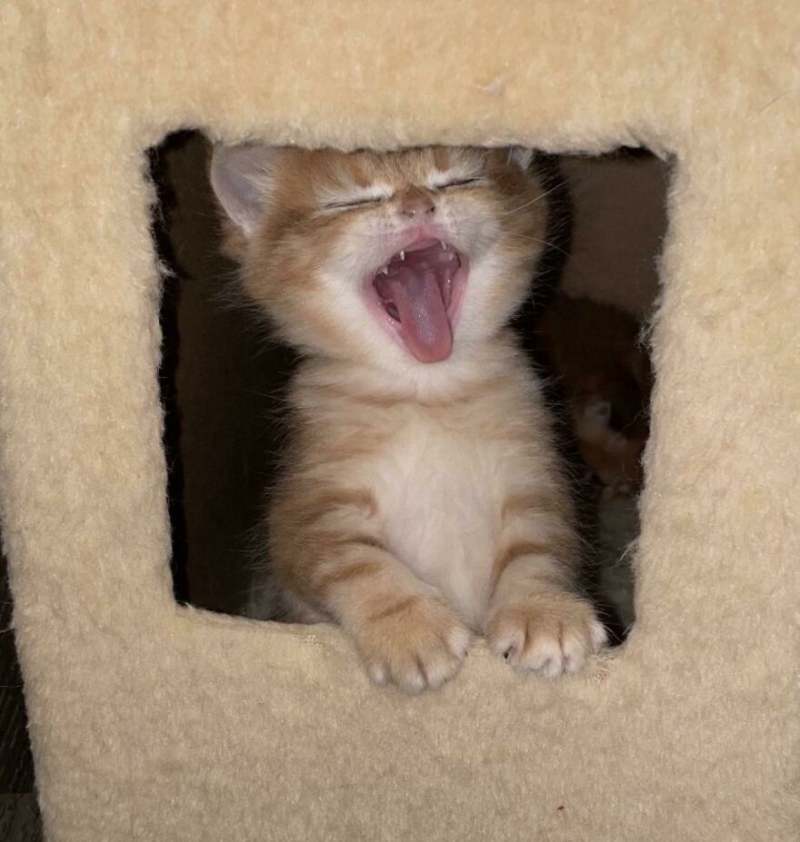 Lulu 🧡