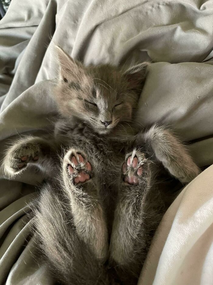 Sleeping gray kitten with pink paws resting on soft blankets, one of the cutest cats ever to melt your heart.