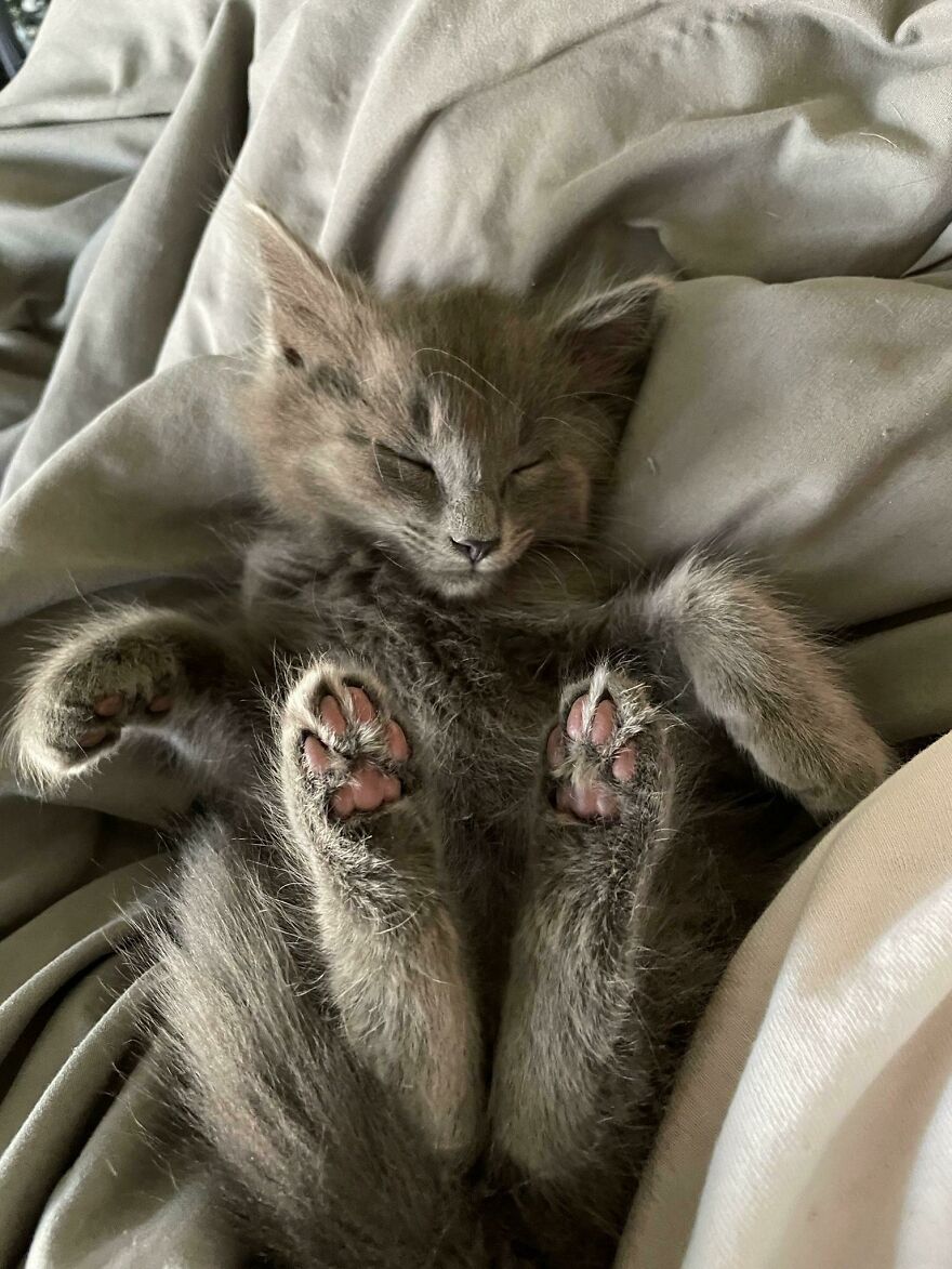 Smol And Sleepy.