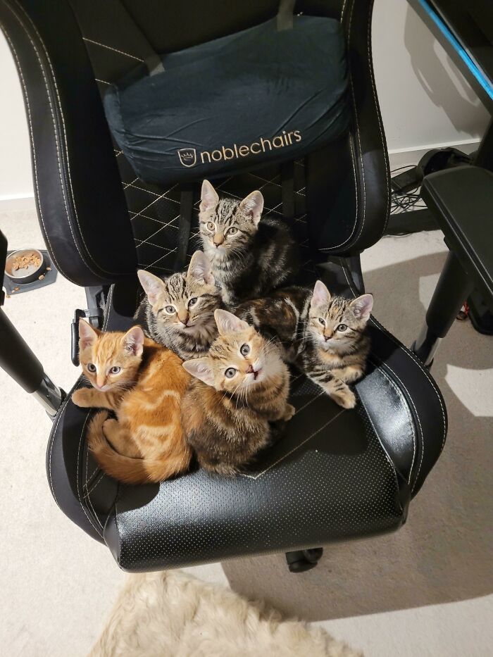 Large Group Of Smol Fosters We Had A While Back