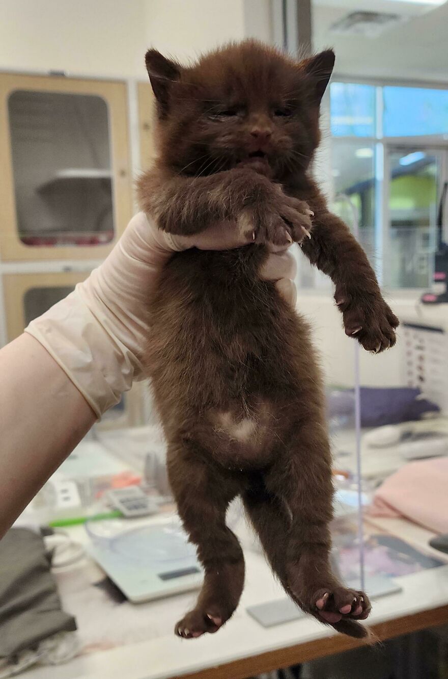 Smol, Brown, And Eyeless!