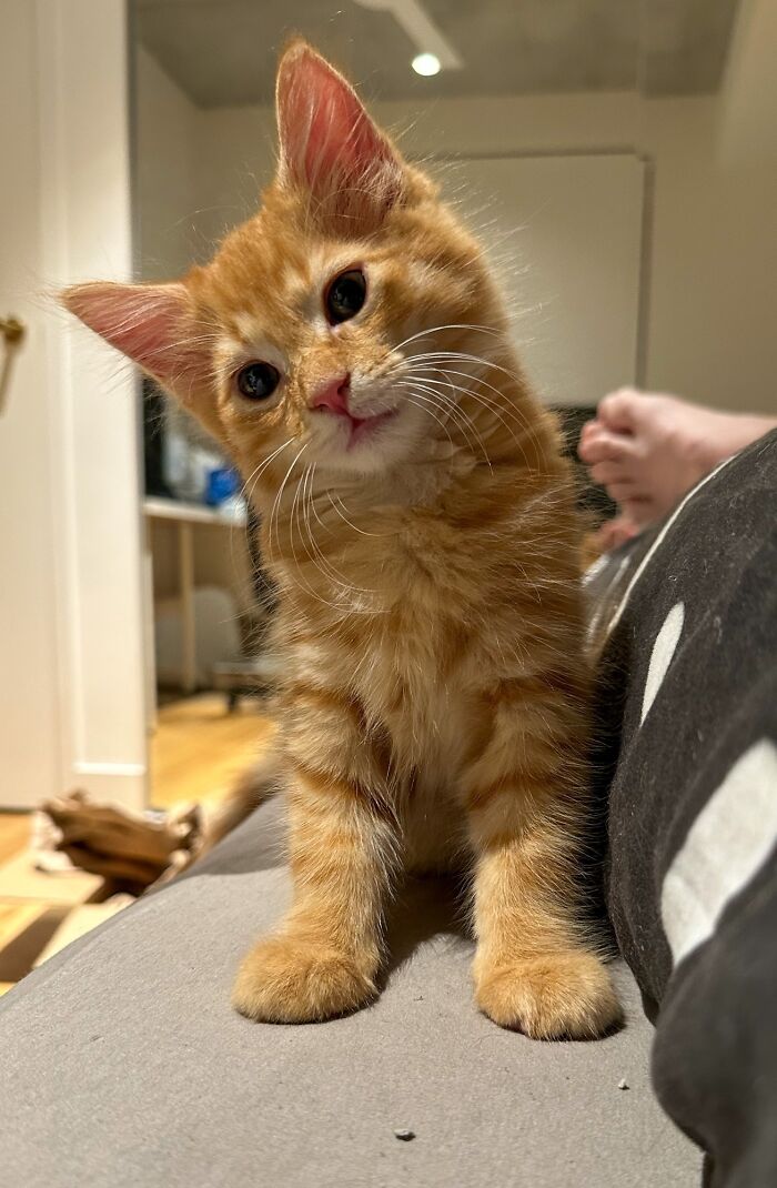 Little Flynn Is Curious