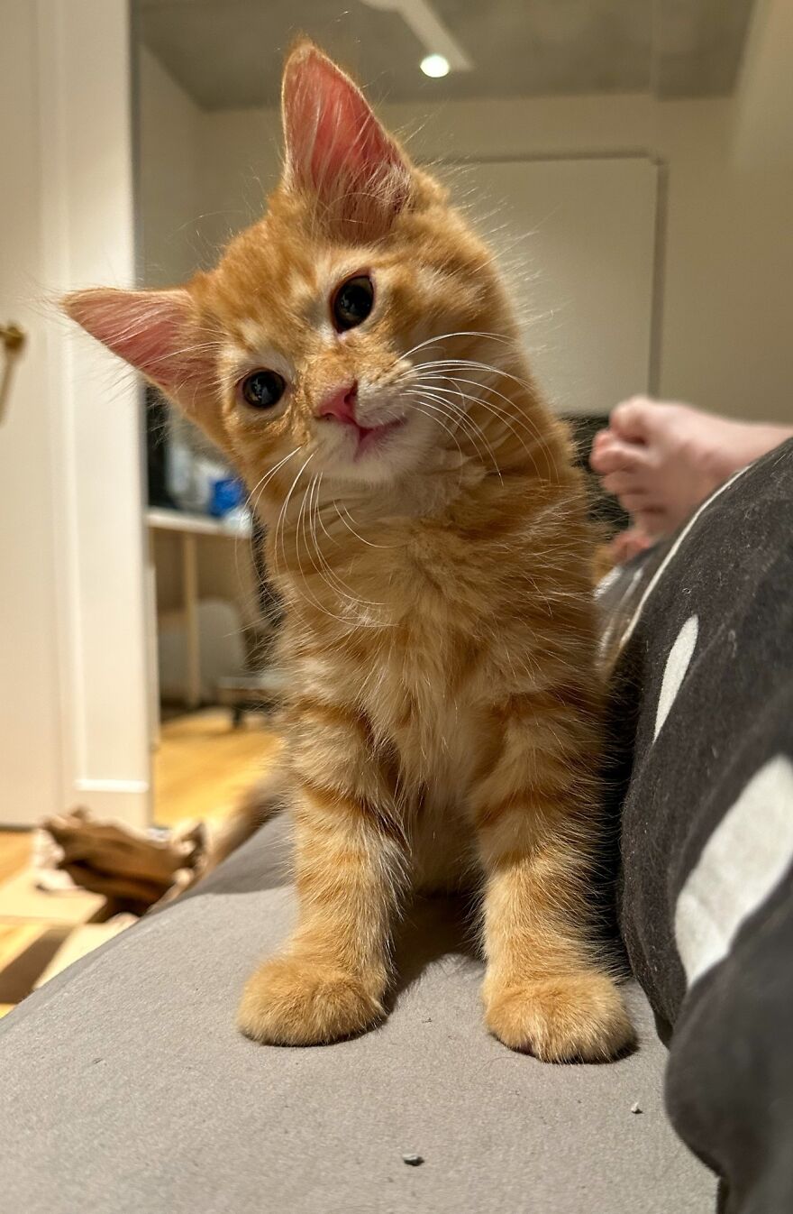 Little Flynn Is Curious..