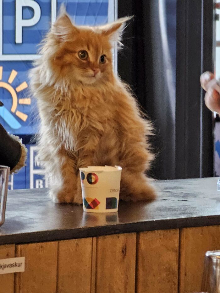 Spotted This Rebel In Iceland. This Is Chewie Wheeling And Dealing At The Flea Market