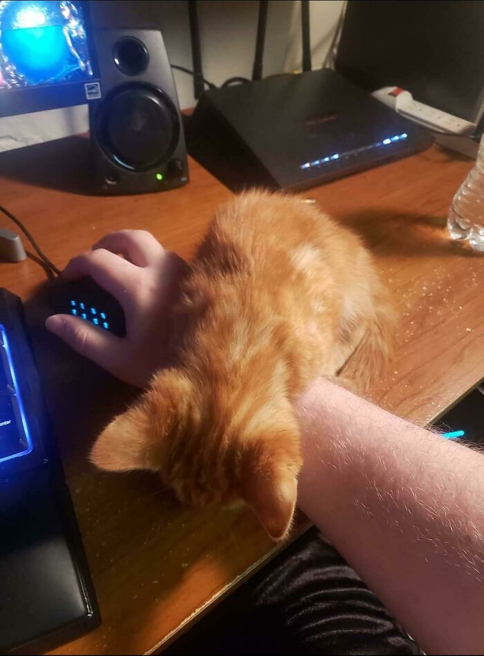 When I First Got My Little Guy He Was So Tiny And Fell Asleep On My Hand