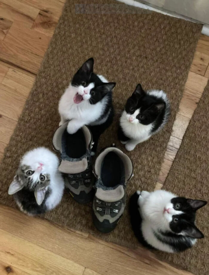 These Are Nice Shoes