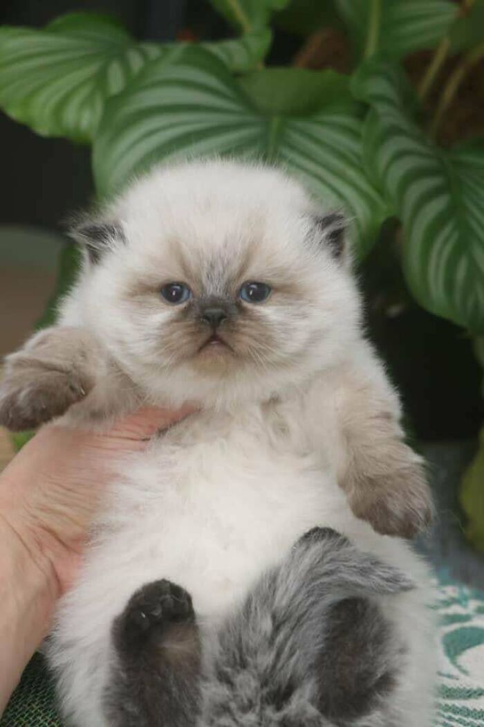 Is He Smol Enough? Watch Charlie Grow Up From Then To Now