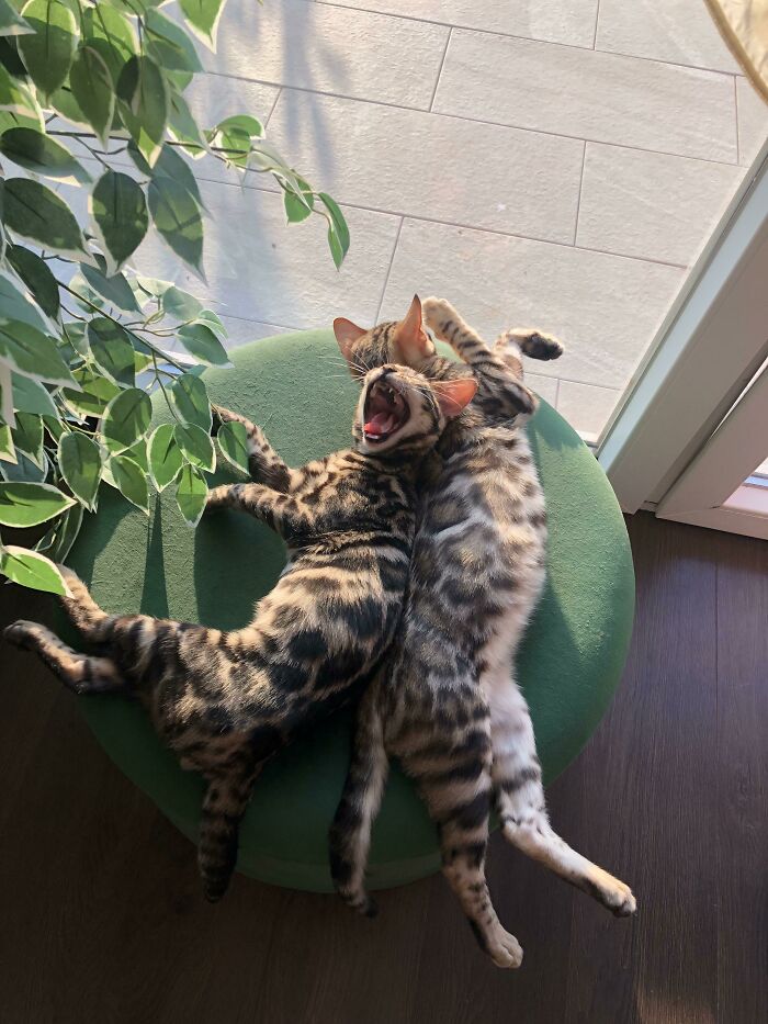 Growing Up So Fast - From Tiny Criminals, Now To Teenage Criminals 🥹