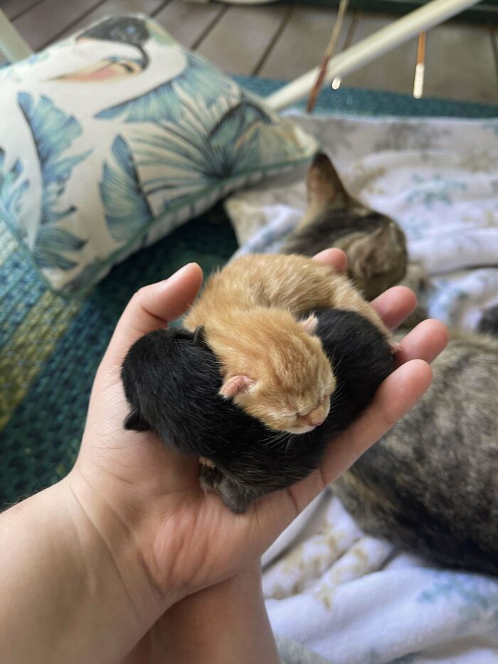 Newborn kittens resting in a hand, showcasing some of the cutest cats to melt your heart in a cozy home setting.