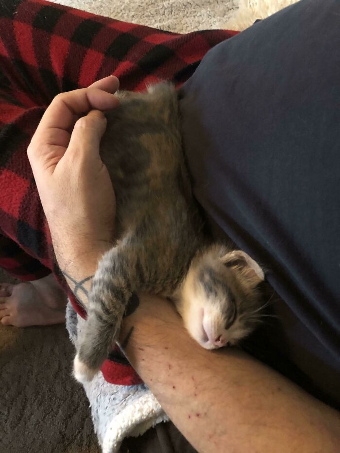 Sleeping kitten cuddling on a person's arm, showcasing one of the cutest cats ever in a cozy and peaceful moment.