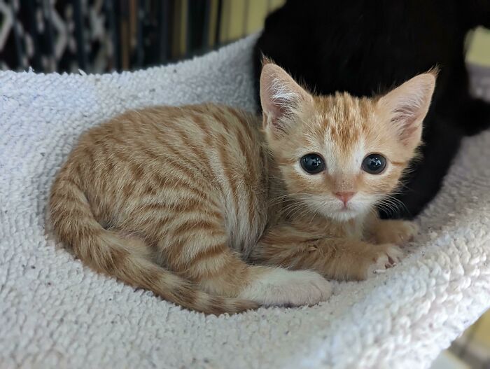 Orange tabby kitten with big eyes resting on a soft blanket, one of the cutest cats to melt your heart.