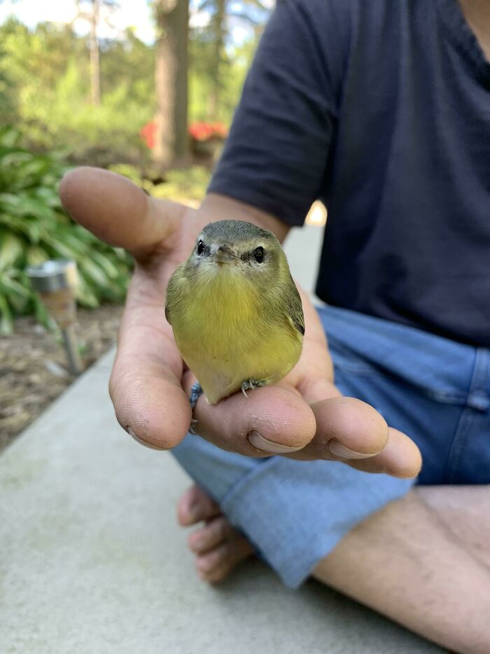 Small adorable bird with yellow belly calmly perched on a person's hand outdoors in a peaceful setting.