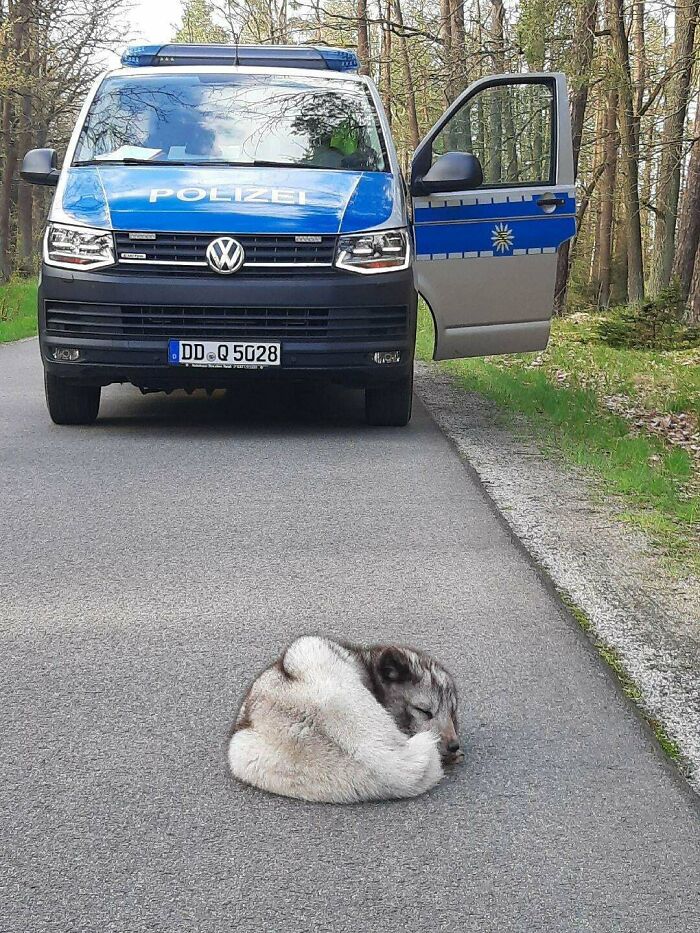 Adorable animal curled up sleeping on a road in front of a police van, capturing a peaceful moment in nature.