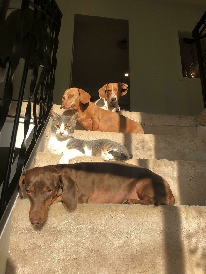 Three adorable dachshund dogs and one gray and white cat lounging on carpeted stairs in sunlight.