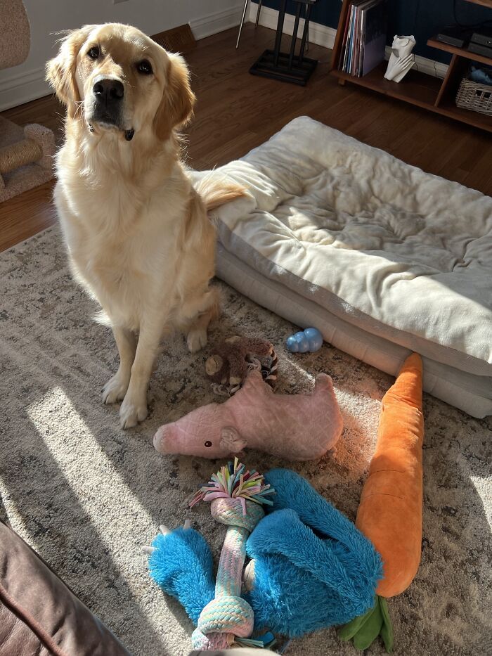 Golden retriever sitting near a dog bed surrounded by various colorful dog toys in a cozy living room.