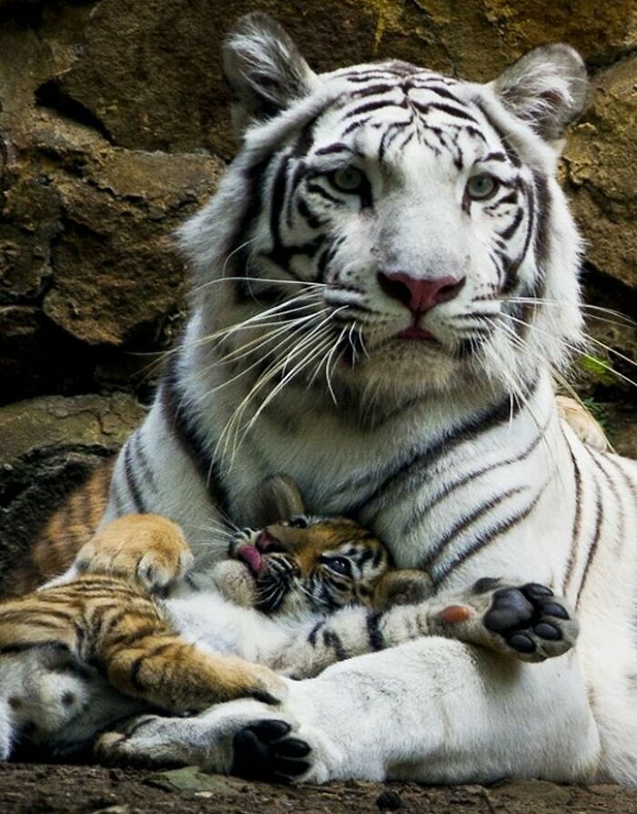 White tiger cuddling with adorable tiger cubs, showcasing a heartwarming and cute animal moment.