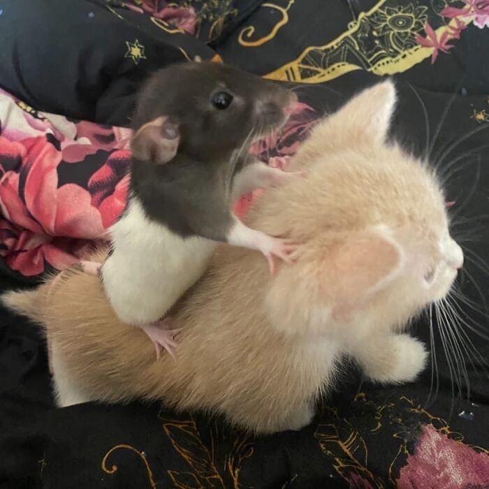 A small rat riding on the back of a light-colored kitten, showcasing animals being their hilarious selves.