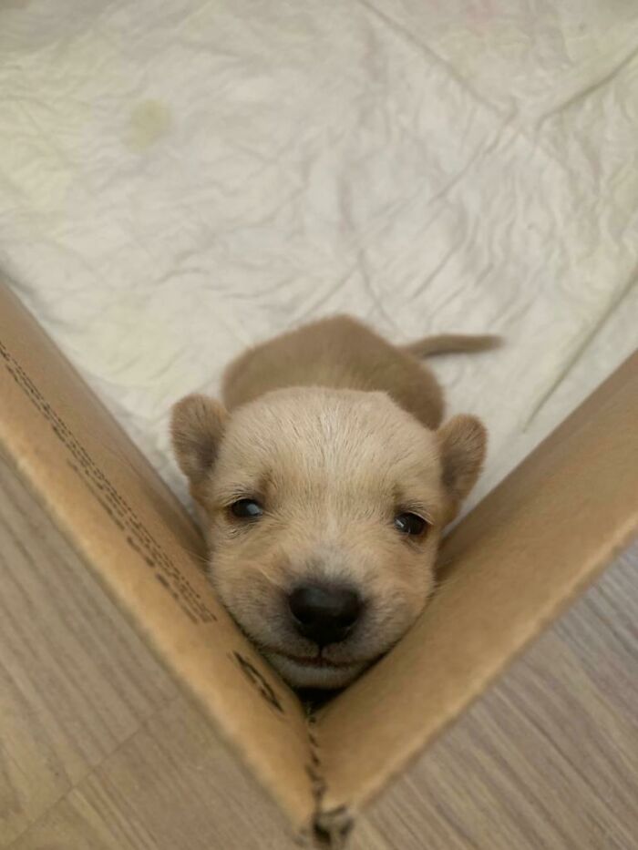 A close-up of one of the cutest dogs ever, a small light brown puppy resting inside a cardboard box.