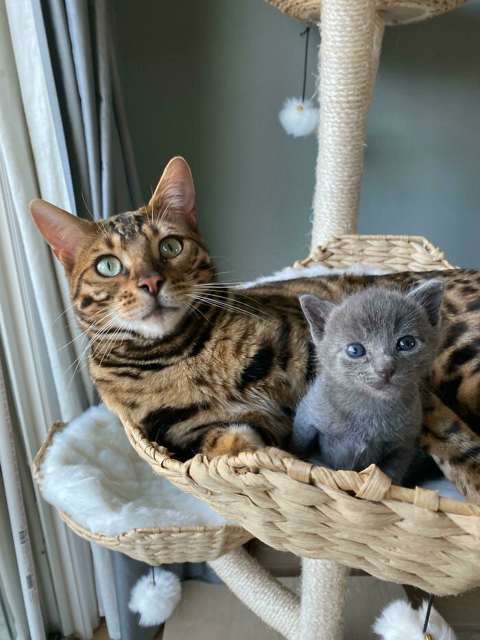Bengal cat with green eyes and small gray kitten together in a woven cat bed on a cat tree, cute cats.