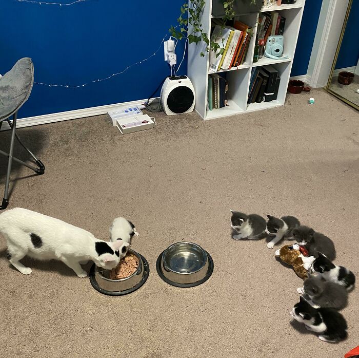 A mother cat and her kittens eating and playing on a carpeted floor with toys in a cozy indoor setting.