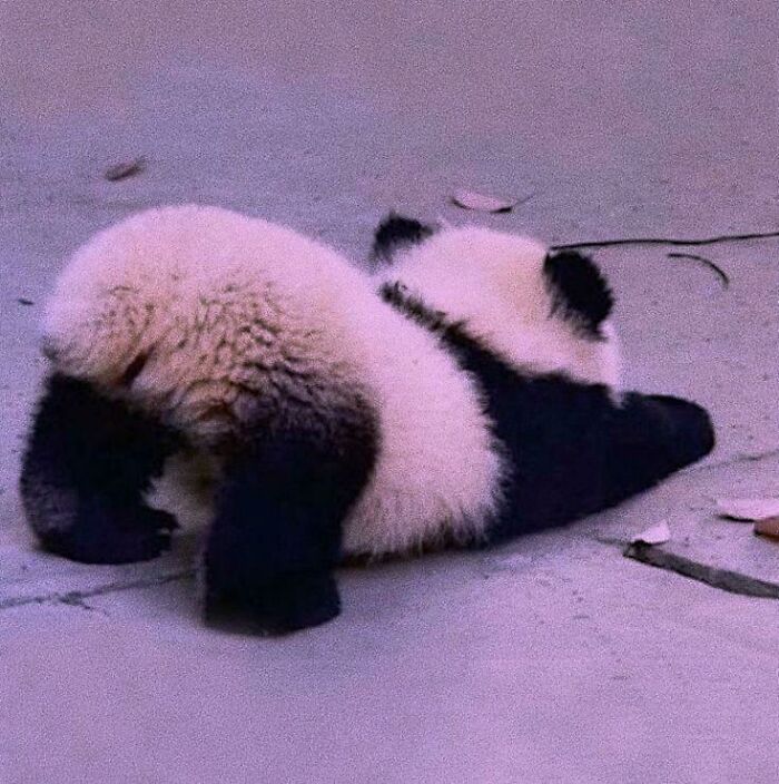 Panda cub lying on the ground, showcasing one of the adorable animals that might brighten up your day.
