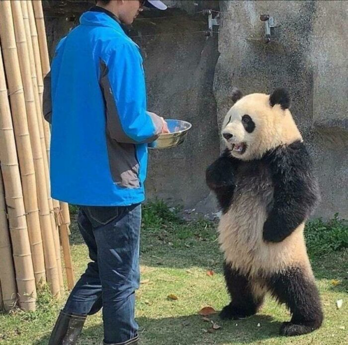 Young panda standing on hind legs interacting with a person, one of the adorable animals that might brighten up your day.