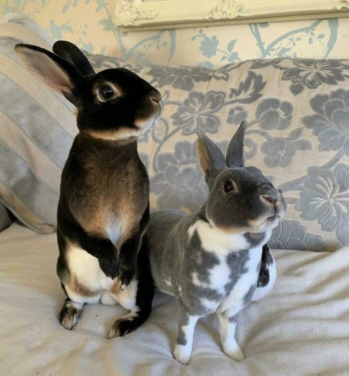 Two Rex Bunnies 🐰🐇