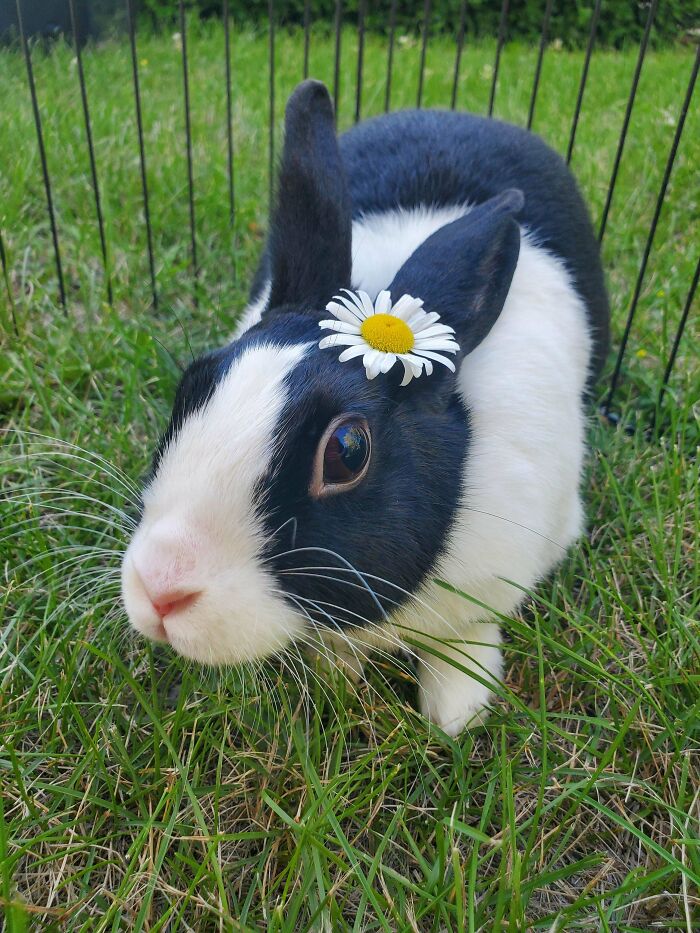 Bunny Spam!! Her Name Is Angel 😇 She Just Turned 3 Yrs Old!