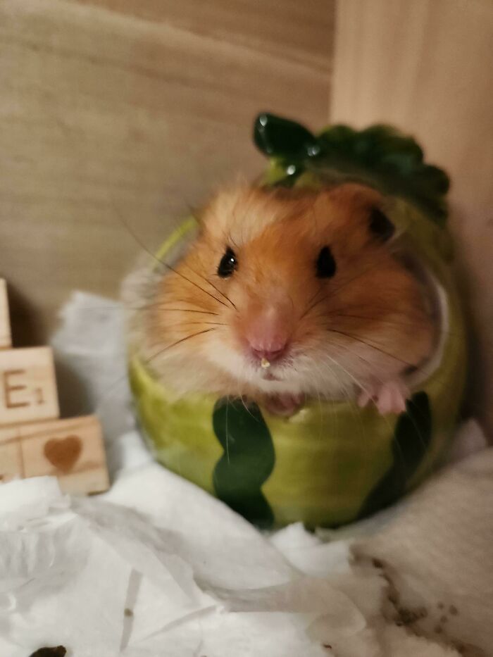 I Was Having An Anxiety Attack, So I Took Kiwi Out For Some Crucial Hamster Therapy And He Peed On My Leg. This Is The Face Of A Criminal