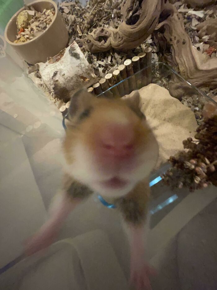 Close-up of a curious hamster in its enclosure showcasing funny animal behavior for hilarious animals pics.