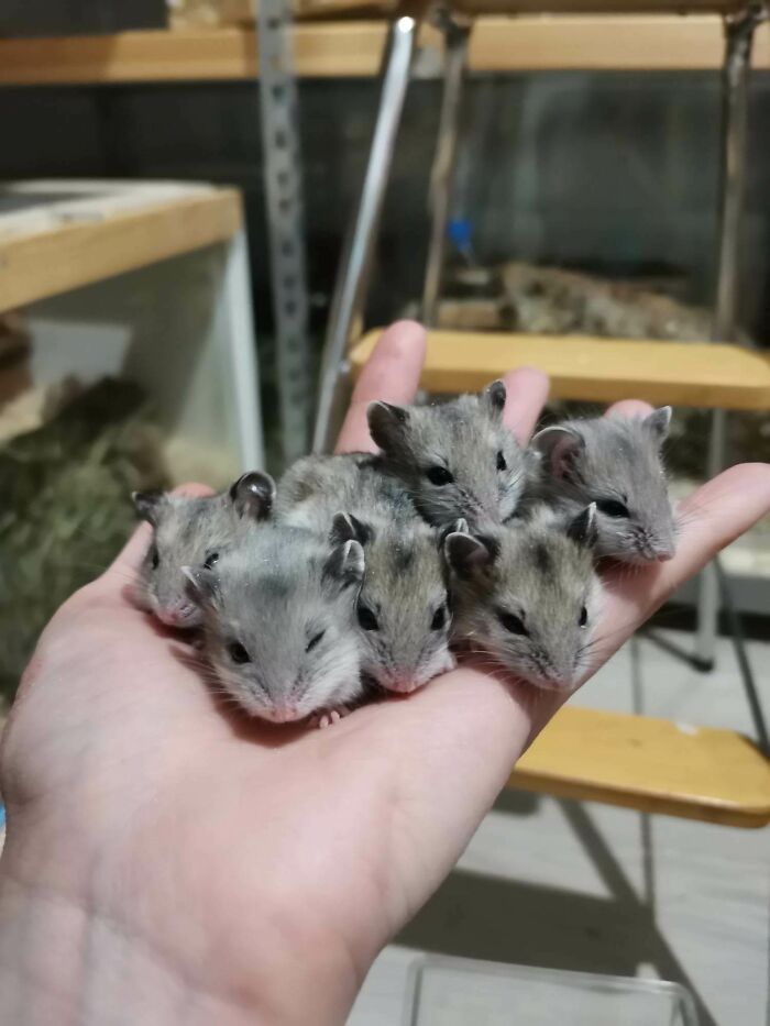 Hands You A Lemon. I- I- Mean A Handful Of Baby Hams!